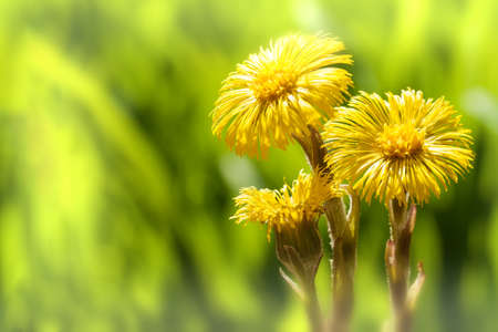 beautiful yellow coltsfoot flower on green grass backgroundの写真素材