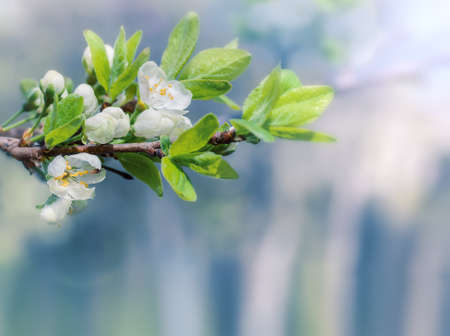 branch with cherry flowers in gardenの写真素材
