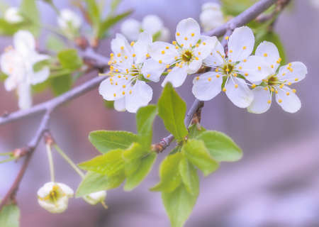 branch with cherry flowers in gardenの写真素材