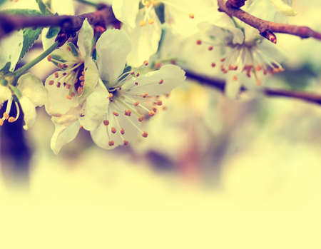 branch with cherry flowers. retro effectの写真素材
