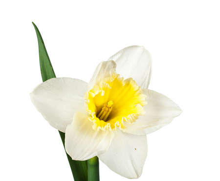 beautiful daffodils flower isolated on white backgroundの写真素材