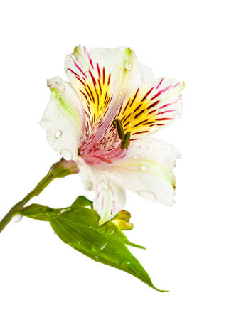 Alstroemeria flowers isolated on white backgroundの写真素材