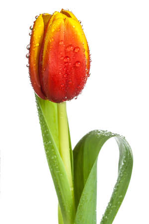 red and yellow tulip with drops of dew (water) isolated on white backgroundの写真素材