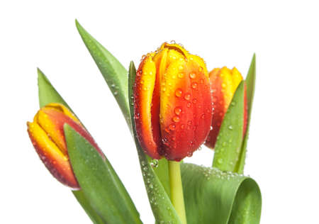 bouquet of red and yellow tulips with drops of dew (water) isolated on white backgroundの写真素材