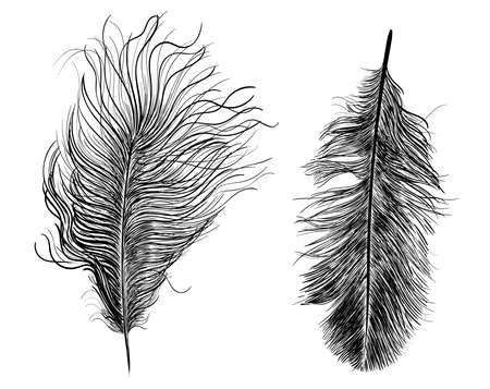 Feathers of birds. Vector illustration. Isolated on white backgroundのイラスト素材