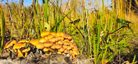 Yellow mushrooms on stump. Lots of yellow mushrooms on a tree stump. Bright sun shining on mushrooms in forest with green grass in background. View straight ahead, horizontal photo.の写真素材