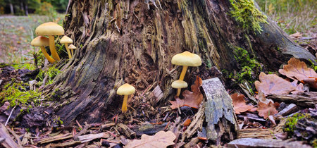 Forest stump with mushrooms. Bountiful harvest of mushrooms grows in forest after rain. Forest nature on blurred background. A close-up of a cut tree against a forest backdrop. Horizontal photo.の写真素材