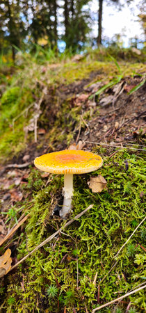 Fly agaric in the forest. Close-up of a fly agaric in forest moss and grass. Fly agaric in moss on a forest landscape. Mushroom growing in the forest. Vertical photo.の写真素材
