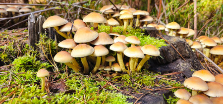 Big and small mushroom growing on top of mossy tree stump. Forest nature on blurred background. A tree stump with growing mushrooms. Close-up of mushrooms after rain. Horizontal photo.の写真素材