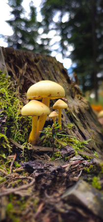Forest tree stump covered with mushrooms. There are mushrooms growing on the beautiful stump. A close-up of an old stump with mushrooms. Stump is covered with moss.の写真素材