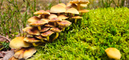 Bountiful harvest of mushrooms grows in forest after rain. Close-up view of group of autumn honey agaric after rain. Beautiful green nature on blurred background. Horizontal photo.の写真素材