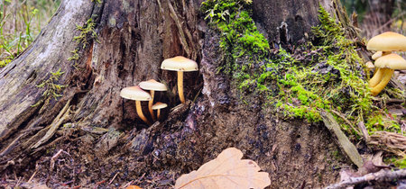 Forest tree stump covered with mushrooms. Old stump with mushrooms. Stump is covered with moss. There are mushrooms growing on the beautiful stump. A close-up of a cut tree against a forest backdrop.の写真素材