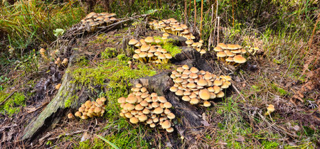 Big and small mushroom growing on top of mossy tree stump. Forest nature on blurred background. A tree stump with growing mushrooms. Horizontal photo.の写真素材