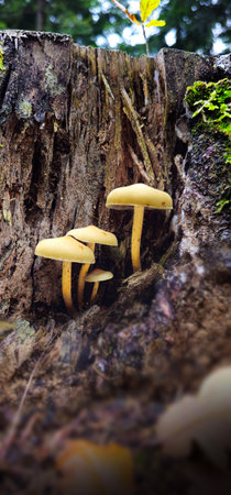 Forest tree stump covered with mushrooms. A close-up of an old stump with mushrooms. Stump is covered with moss. There are mushrooms growing on the beautiful stump. Cut tree against a forest backdrop.の写真素材