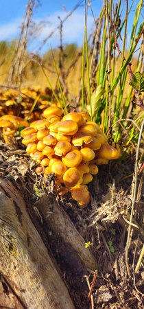 Lots of yellow mushrooms on a tree stump. Yellow mushrooms on stump. Bright sun shining on mushrooms in forest with green grass in background. View straight ahead, vertical photo.の写真素材