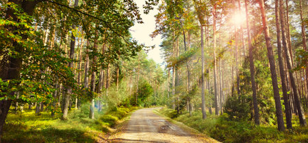 Bright rays of sunlight on the pine forest road. Magical forest in the morning sunlight rays. Winding road path walkway through autumn forest. Sunset sunrise. Road turns to rising sun.の写真素材