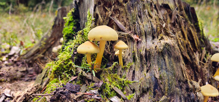 There are mushrooms growing on the beautiful stump. A close-up of a cut tree against a forest backdrop. Stump is covered with moss. Forest tree stump covered with mushrooms. Old stump with mushrooms.の写真素材