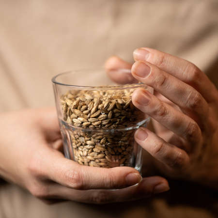 Wheat grains in glassware. Caucasian female hands holding glass with wheat grains. Close up shot, soft focus.の写真素材