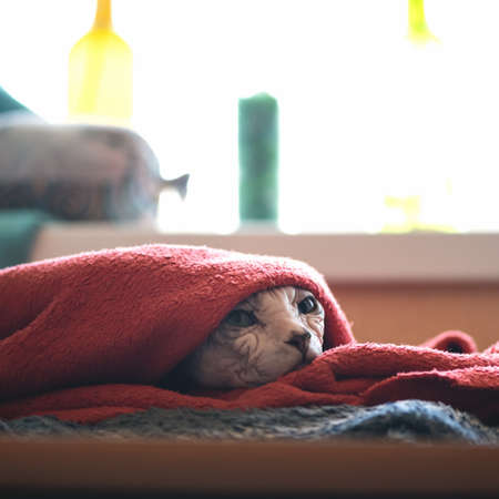 Serious Sphynx cat under red blanket. Wrinkled hairless home pet hiding or resting on couch backlit against of window. Copy space. Soft focus.の写真素材