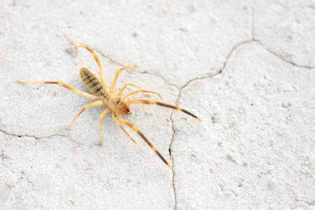 Orb Weaver Spider, huge insect. duna dweller. Arthropod inhabitant of desert. Copy space.の写真素材