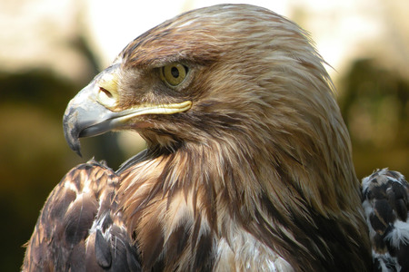 The Eagle living near waterfall in South Russia