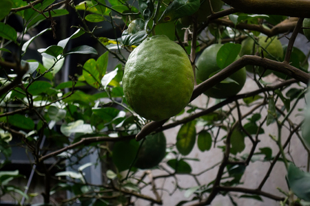 big green lemon growing on the treeの写真素材