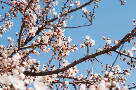 Cherry blossom tree with flowers and buds on blue sky background. Spring time.