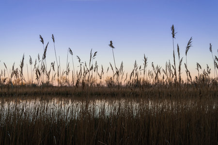 Tall brown reeds (bulrushes) near lake in a sunset time. Tranquil scene. Spring nature.