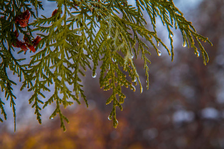 Rain drops on young pine branchの写真素材