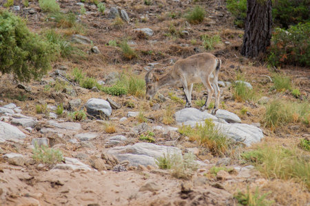 Mountain goat in the mountains eating, Marbella, Spainの写真素材