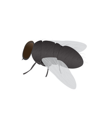 fly on a white backgroundのイラスト素材