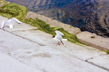 Seagullの写真素材