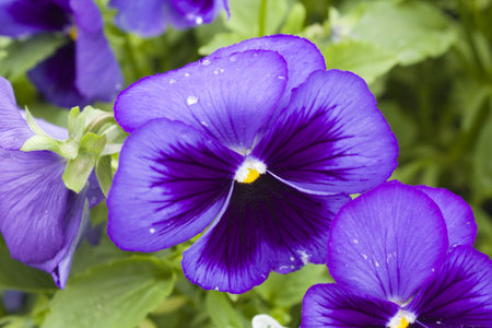 Color Flower Spring Nature Parkの写真素材