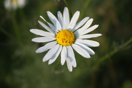 Daisyの写真素材
