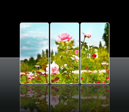 Reflection rosesの写真素材