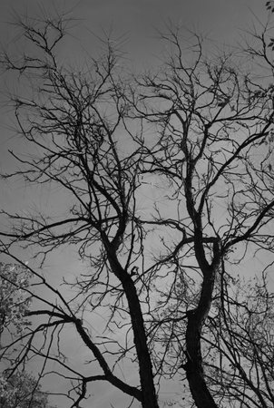 Bare tree in the dark forestの写真素材