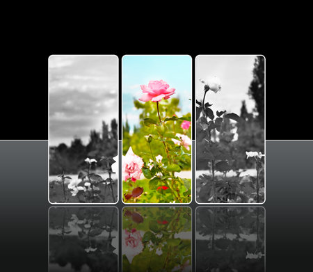 Reflection rosesの写真素材