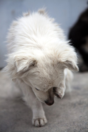 Homeless shy dog. Closing the face with his pawの写真素材