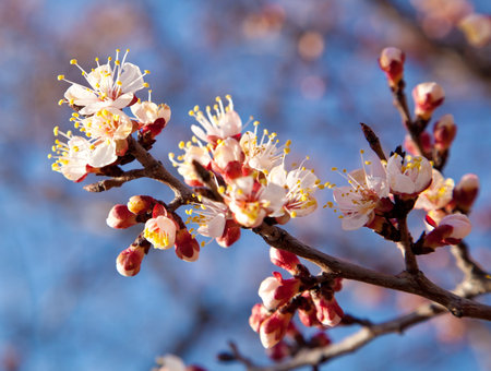 Branch of a white flowering apricots with a sunlightの写真素材