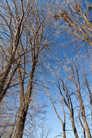 Early spring trees in upward viewの写真素材