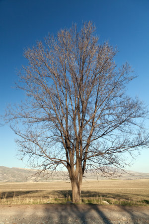 Old bare tree on bright blue sky backgroundの写真素材