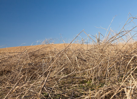 Haystack on the meadow in sunny dayの写真素材