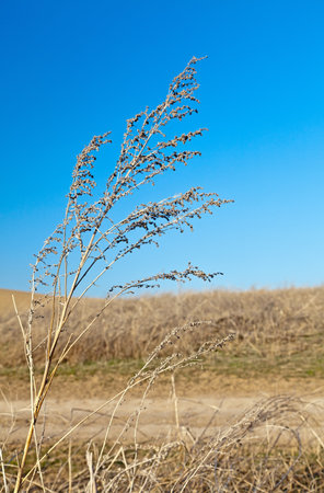 Branch dry weedの写真素材