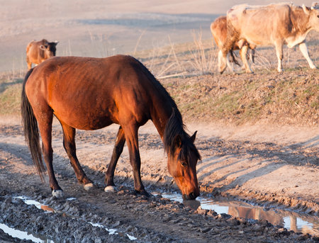 Drinking horseの写真素材