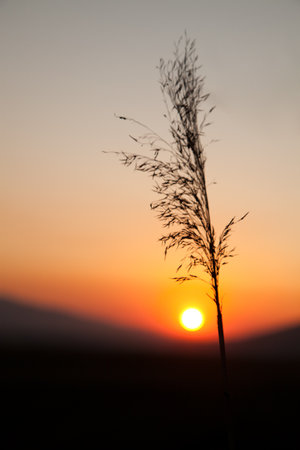 Lone weed and sunsetの写真素材