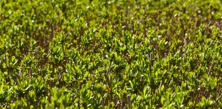 Background of the green bedsの写真素材