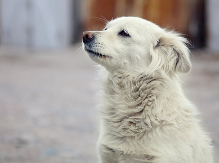 Portrait of homeless dogs on outdoorの写真素材