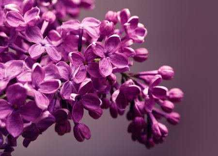Lilac closeupの写真素材
