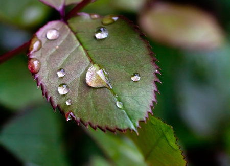 Drops close up on a piece of rosesの写真素材