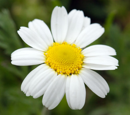 Daisy close up. Wild chamomileの写真素材
